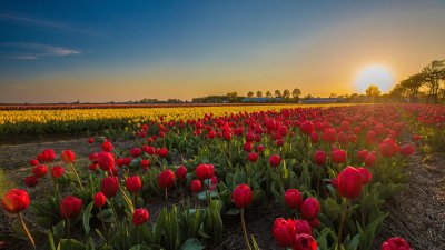 Holanda 